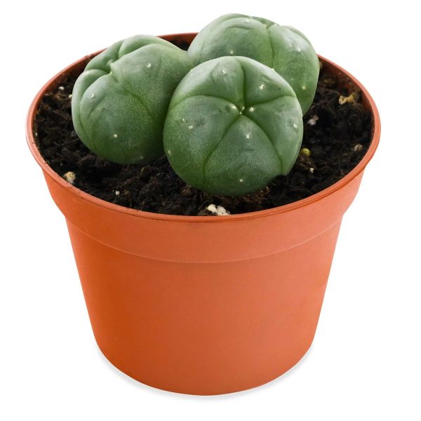 Peyote Cactus