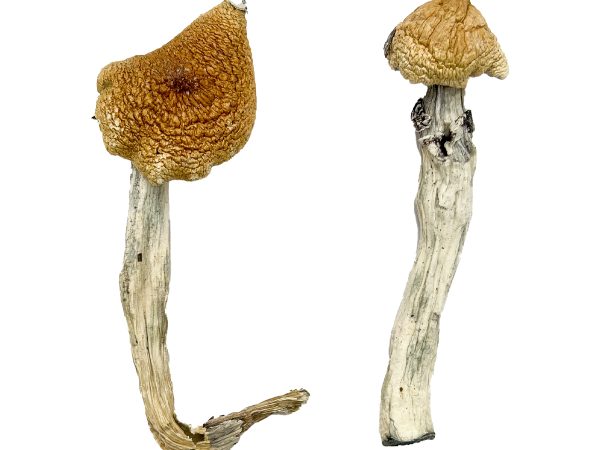 Aztec God Magic Mushrooms