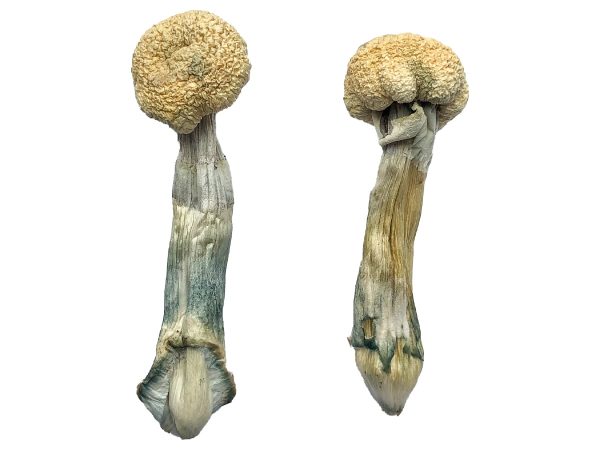 Albino Treasure Coast Magic Mushrooms