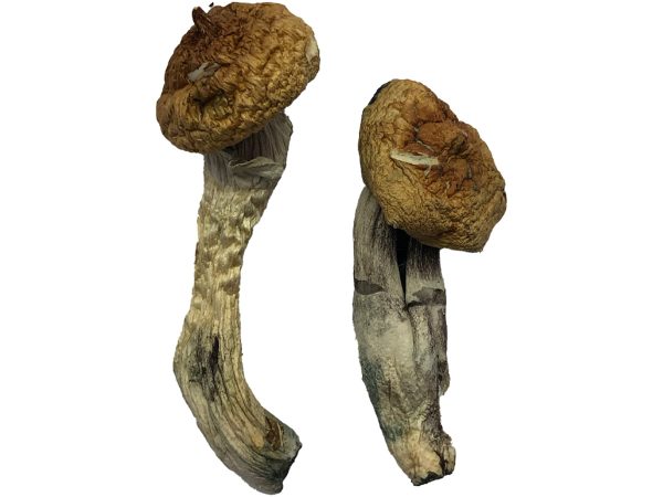 Amazonian Magic Mushrooms