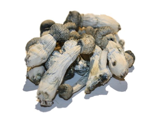 Buy Albino Penis Envy