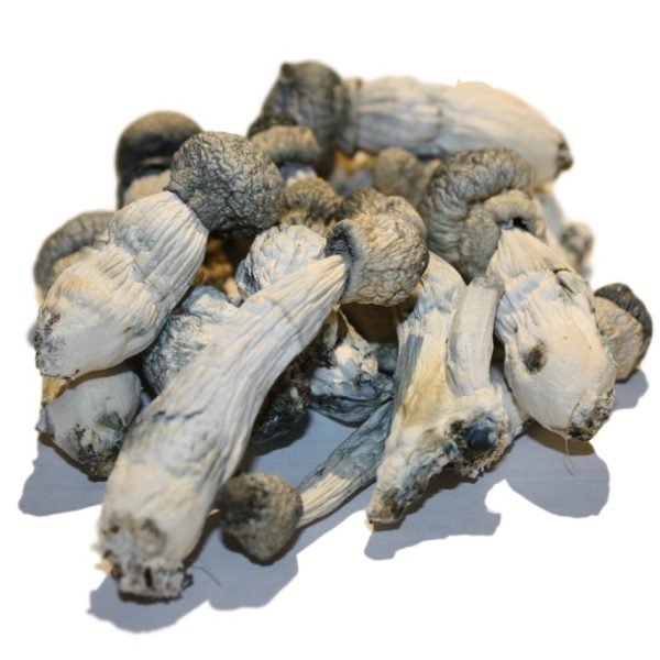 Buy Albino Penis Envy