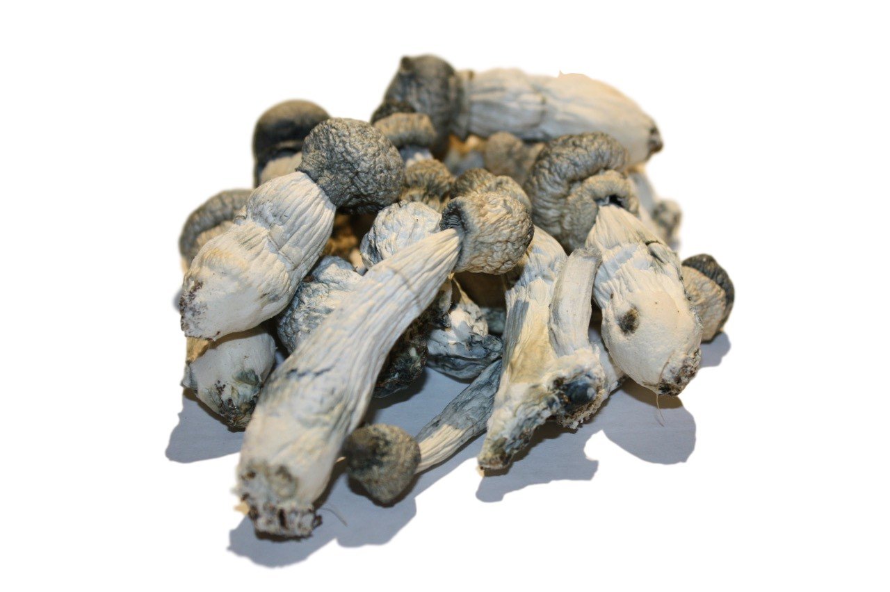 https://magicmushroomslabs.com/ Buy Albino Penis Envy