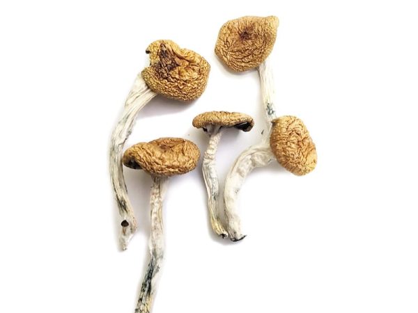 Buy Burma Magic Mushrooms