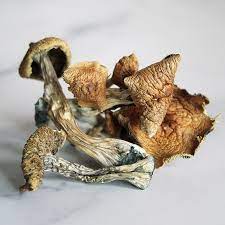 Buy Golden Teacher Mushrooms Online