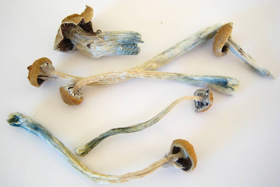 buy-liberty-cap-magic-mushrooms-online-1.jpg