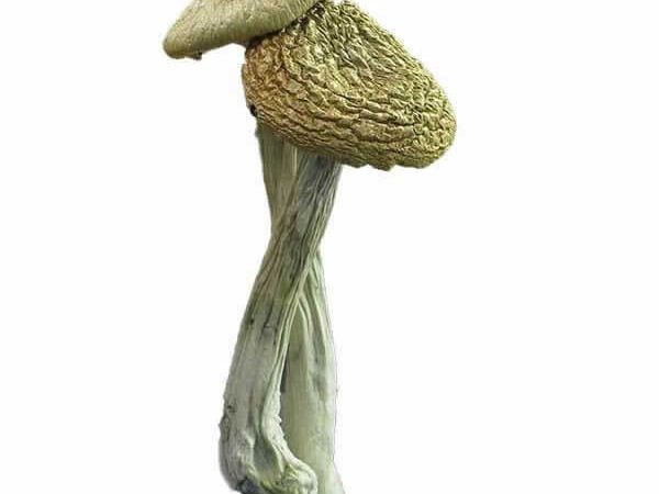 Buy Psilocybe Azurescens Mushrooms Online