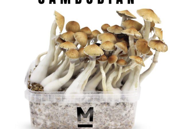 Cambodian Magic Mushrooms