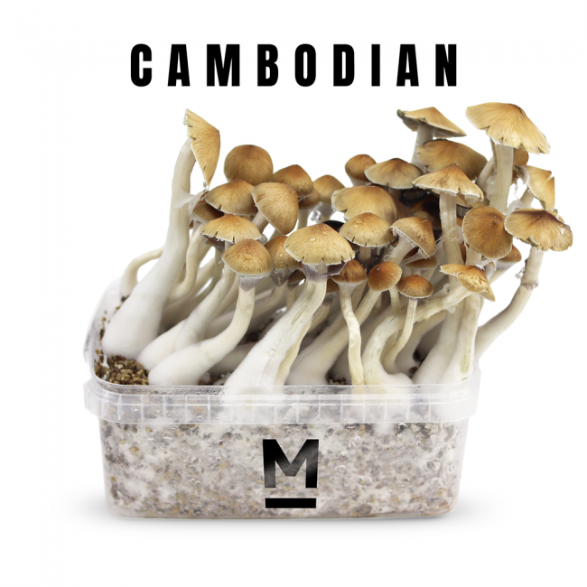cambodian-magic-mushrooms-1.png