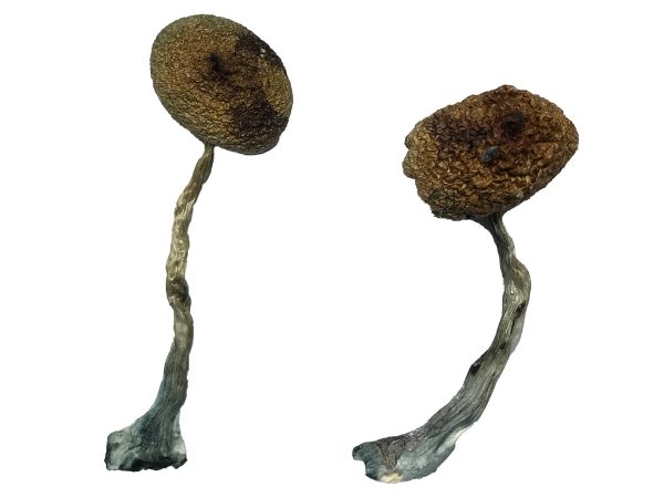 Costa Rican Magic Mushrooms