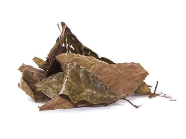 Diplopterys cabrerana