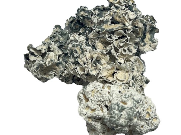 Enigma Magic Mushrooms