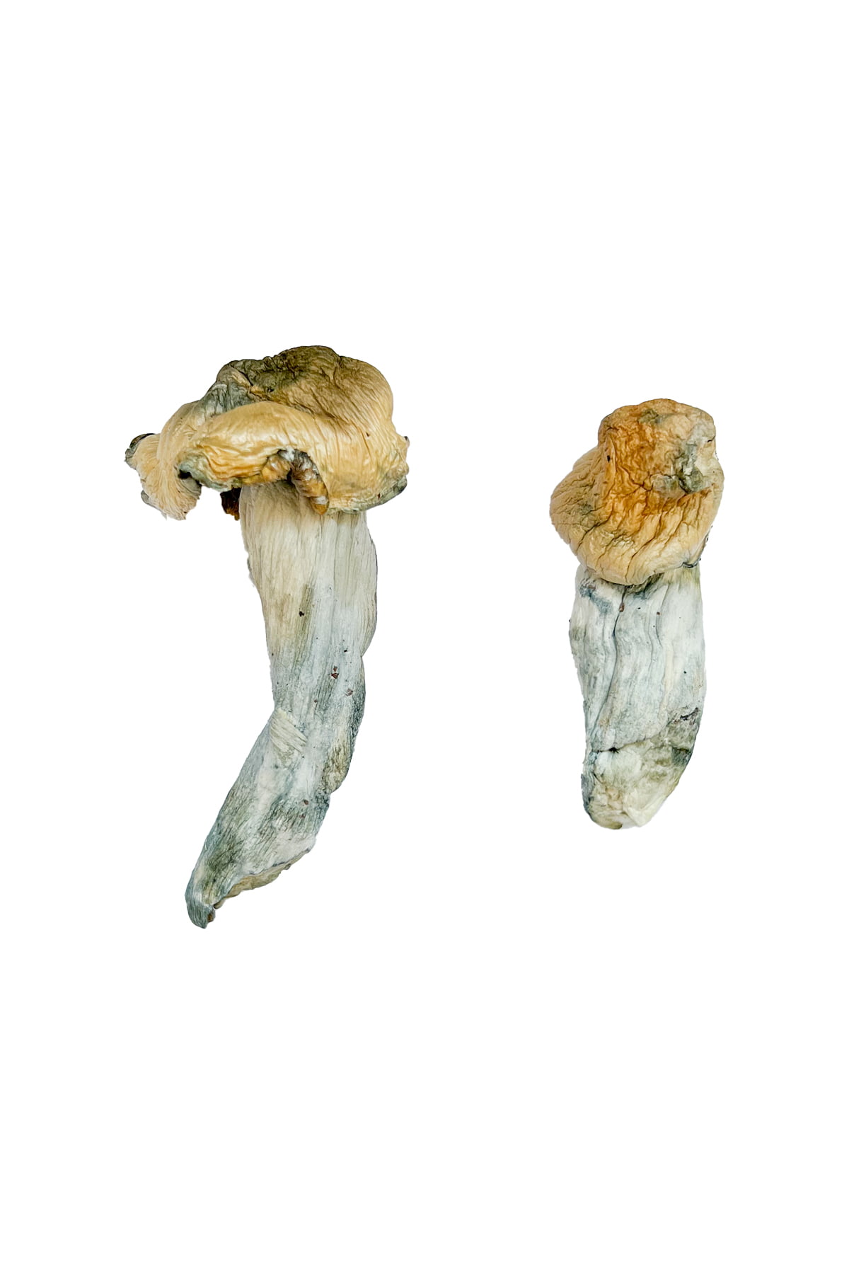 gold-member-magic-mushrooms.jpg