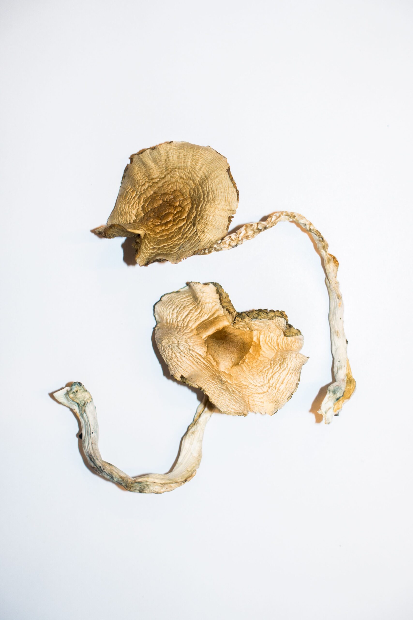 golden-teachers-magic-mushrooms.jpg