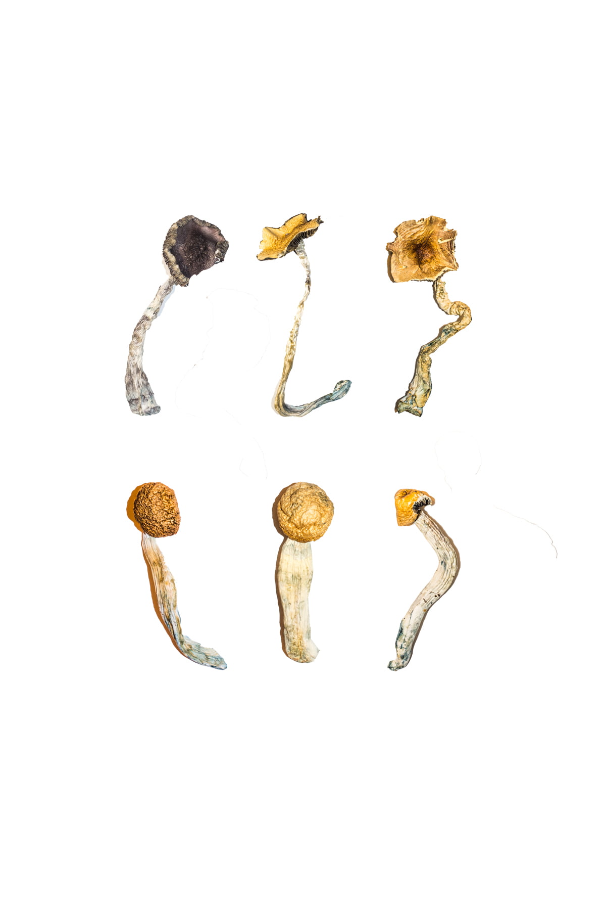 magic-mushroom-sampler-kit.jpg
