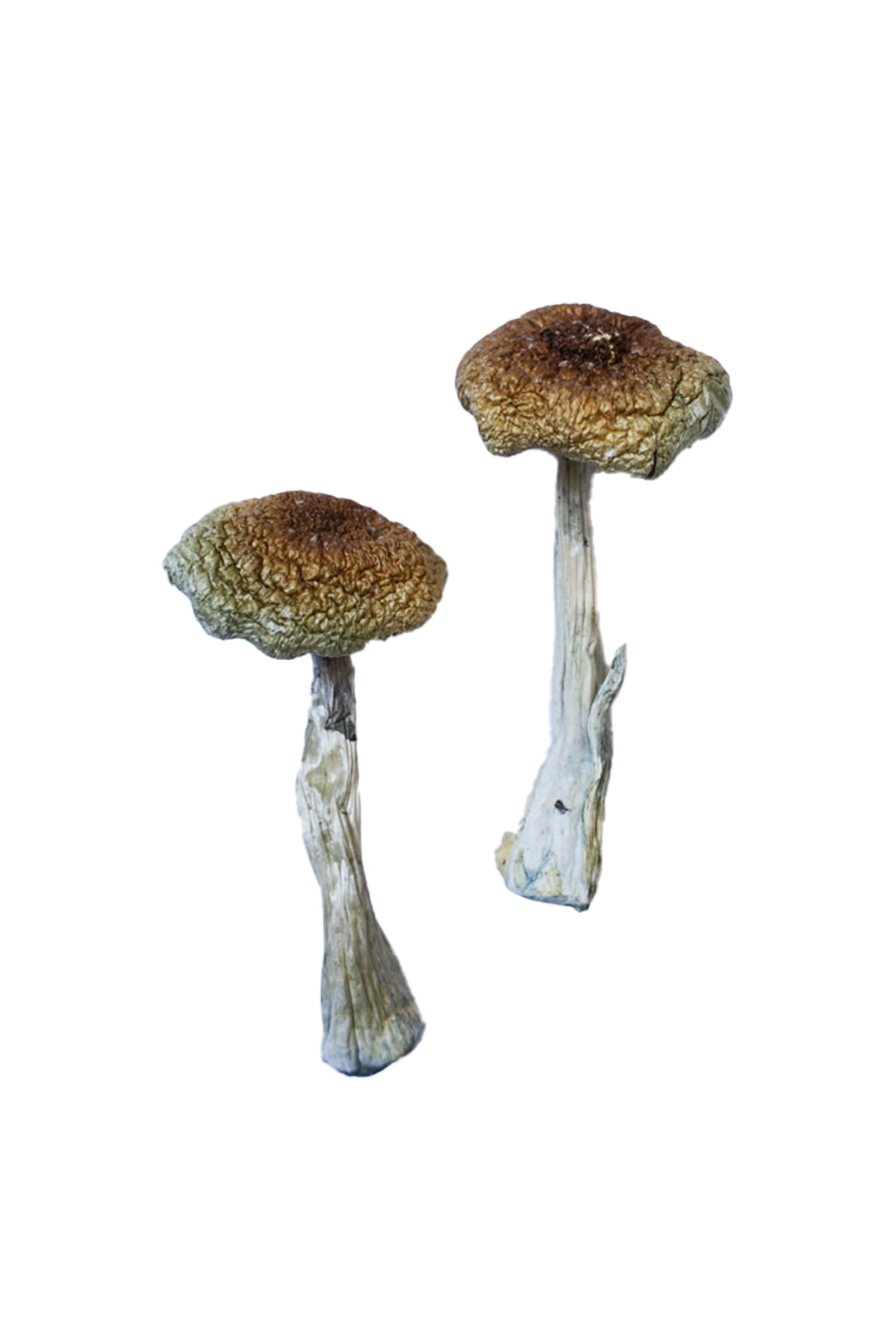 psilocybe-aztecorum-magic-mushrooms.jpg