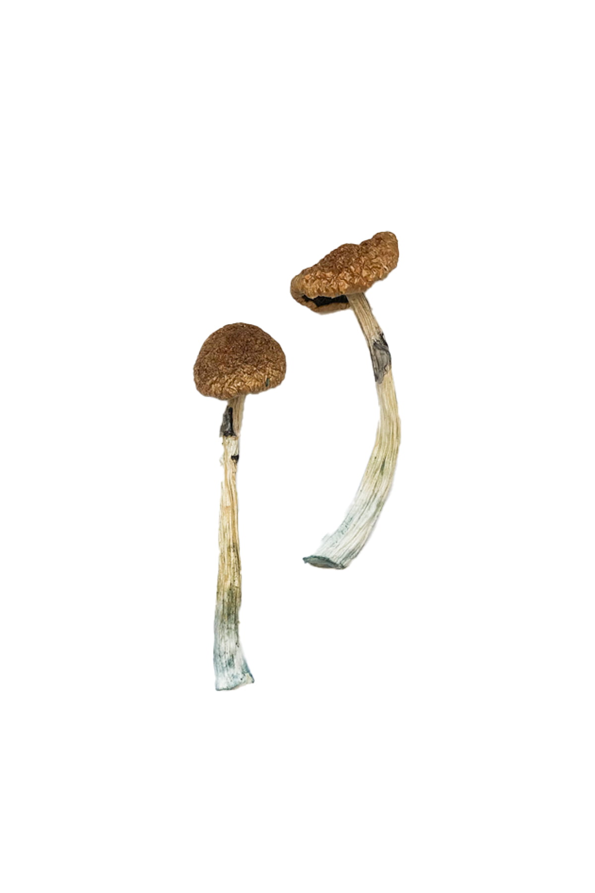 puerto-rican-magic-mushrooms.jpg