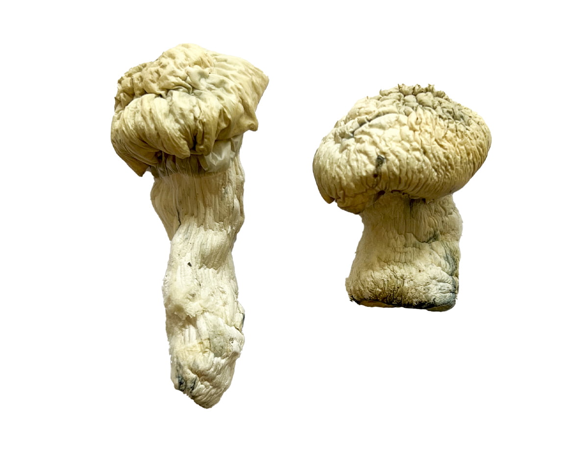 shakti-albino-malabar-magic-mushrooms.jpg