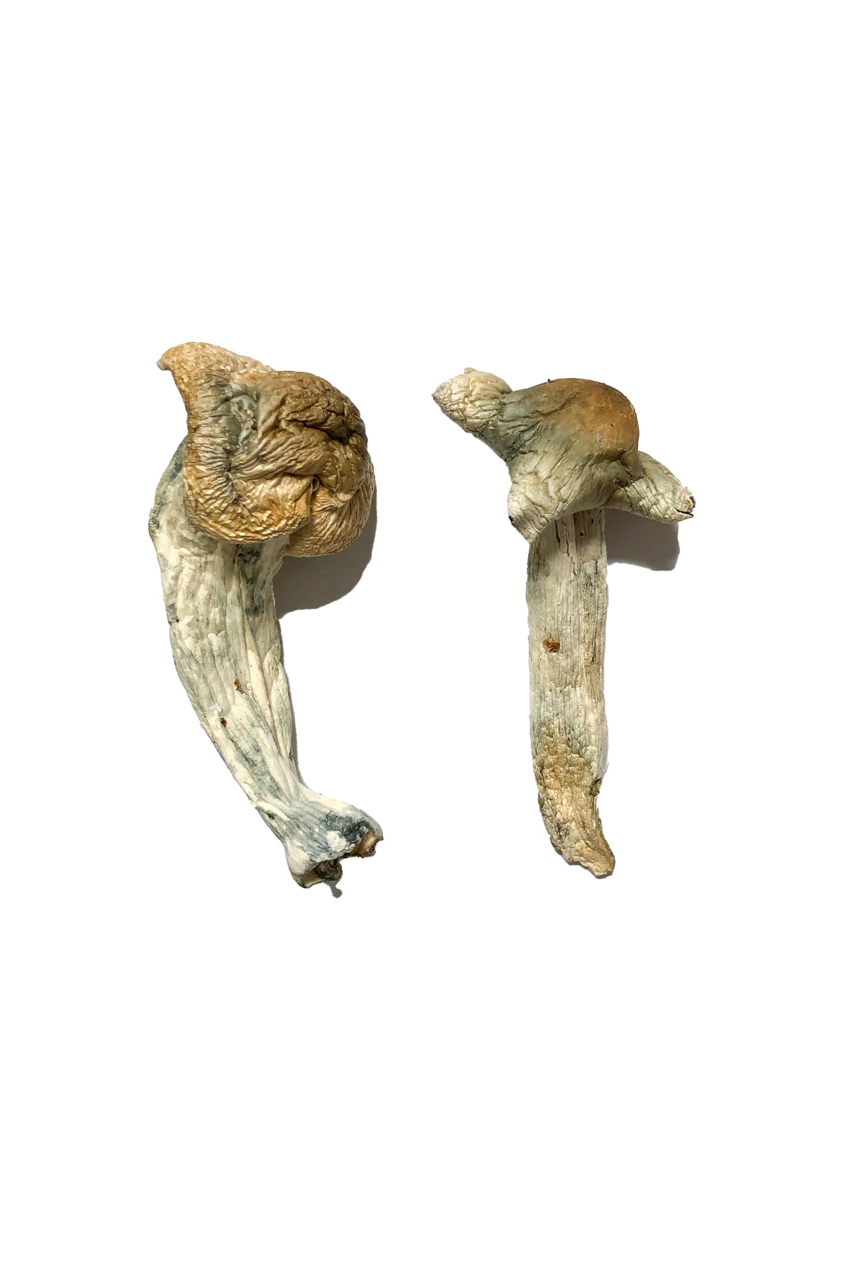 shepherds-cut-penis-envy-magic-mushrooms.jpg