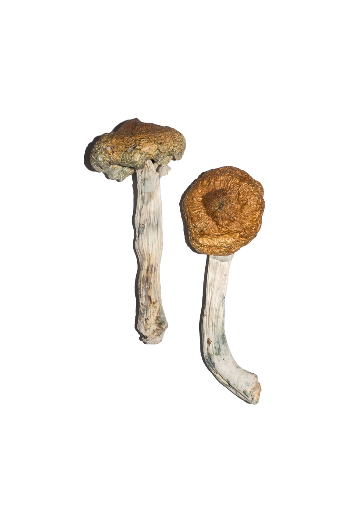 vietnamese-magic-mushrooms.jpg