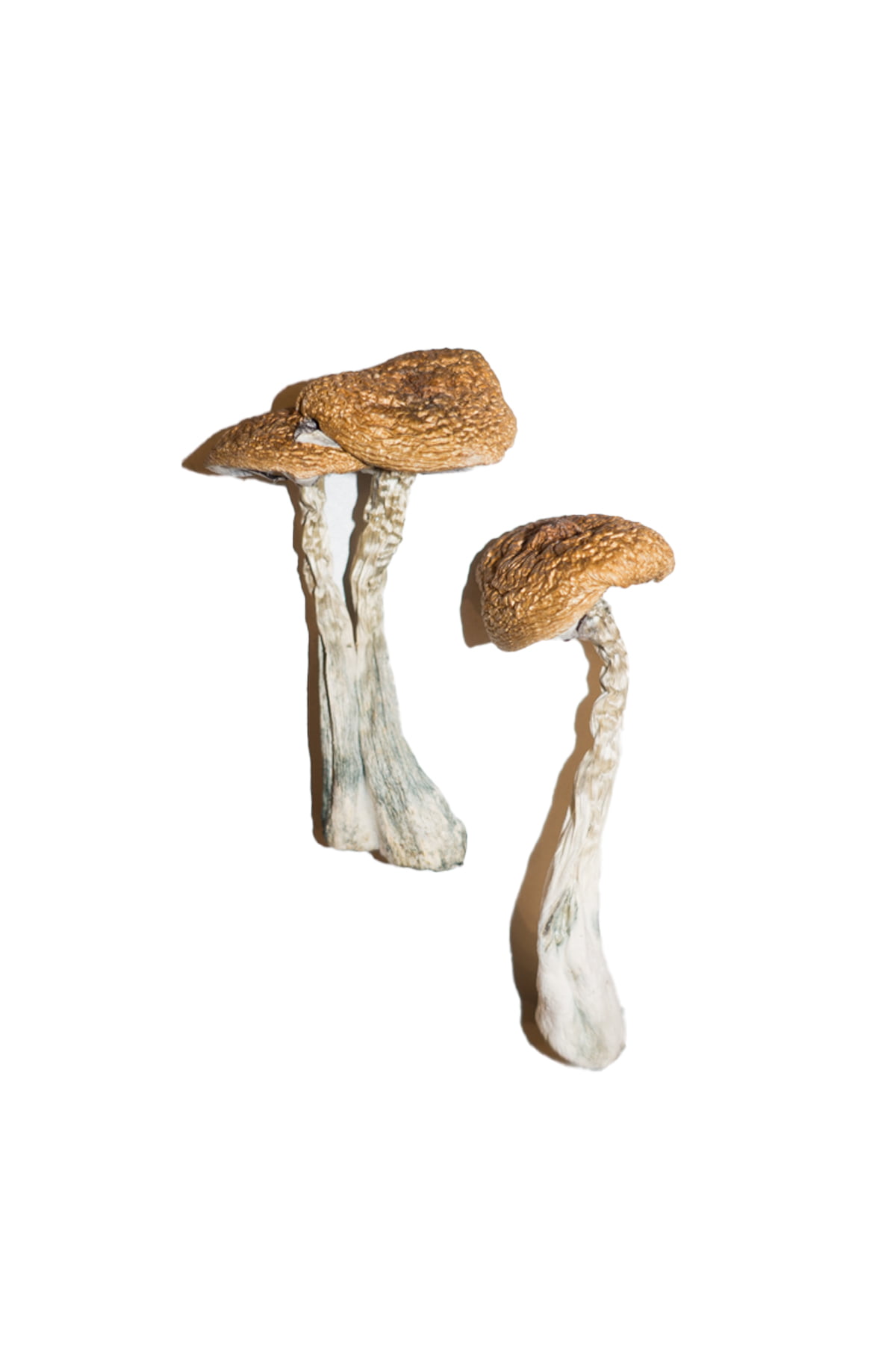 wavy-caps-magic-mushrooms.jpg